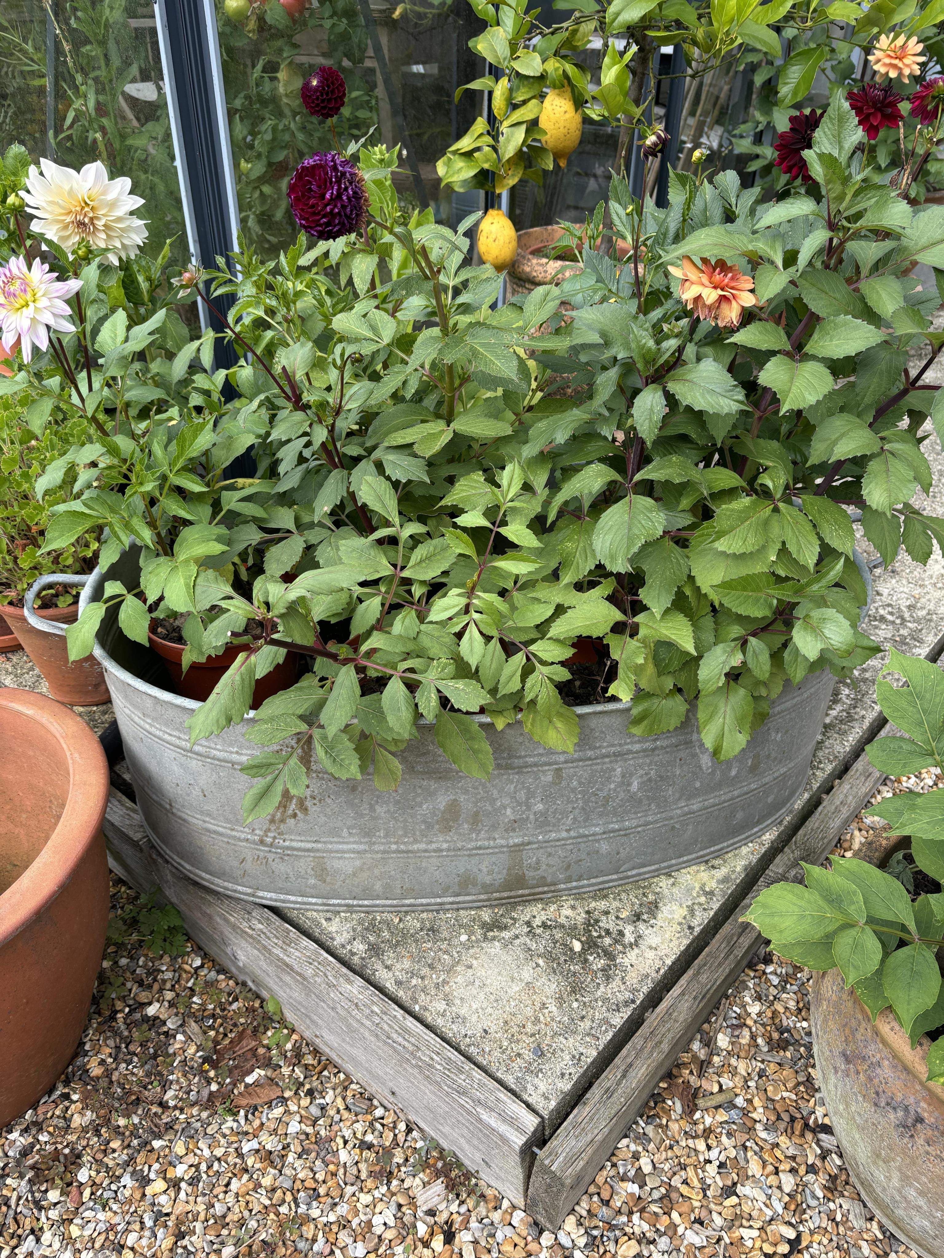 Two galvanised baths / tubs, 136cm and 104cm, planting removed, Condition - weathered otherwise good, smaller is drilled